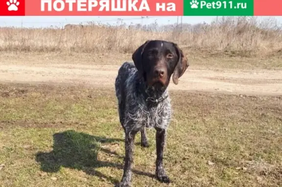 Пропала собака Лорд в Андреевском районе