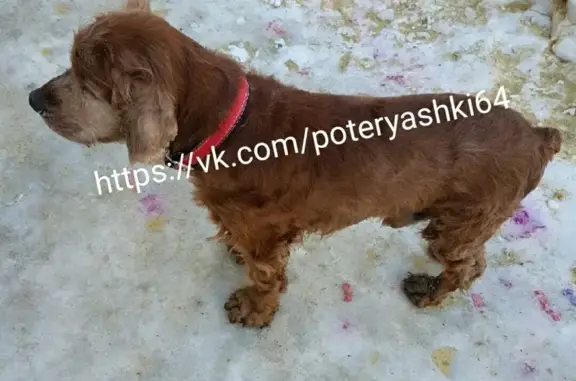 Найдена собака в Саратове, ост. 75 школа, 