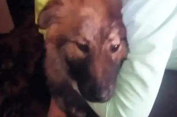 Найден щенок в Кирове, микрорайон Лянгасово