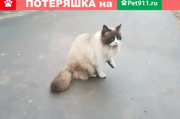 Найдена кошка на ул. Первомайской (Псков)