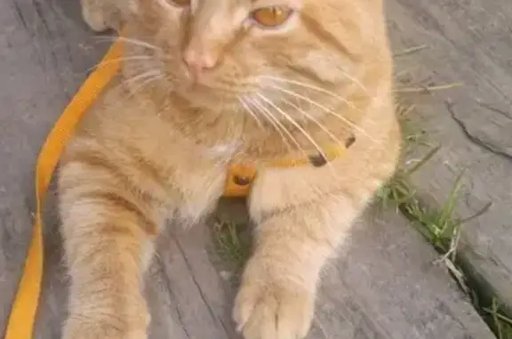 Пропали кошка и кот на улице Лесной, Суоярви