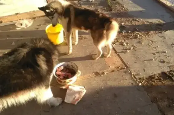 Собаки потеряшки, Великий Новгород, фото: Потеряшка хаски в Великом Новгороде