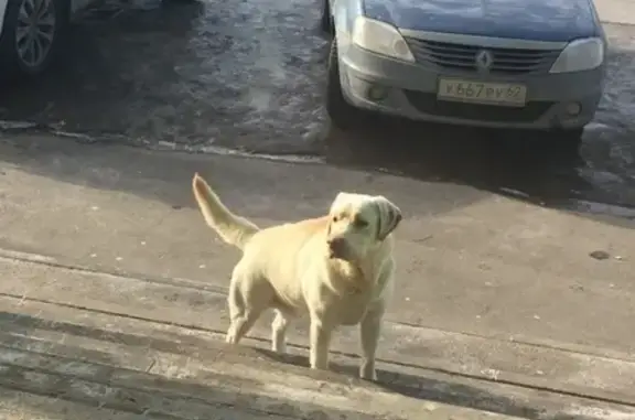 Собака-лабрадор бегает по Солотче, Рязань