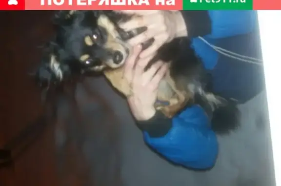Найдена маленькая собака на ул. Кувыкина, Октябрьский