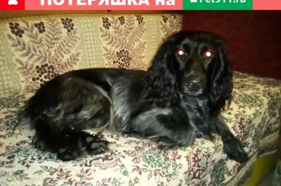 Найдена собака в Семеновке
