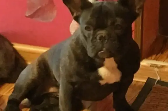 Пропала собака Коко в микрорайоне Южный, Славянск-на-Кубани