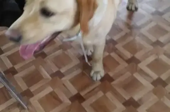 Найдена собака Лабрадор-девочка в Московской области