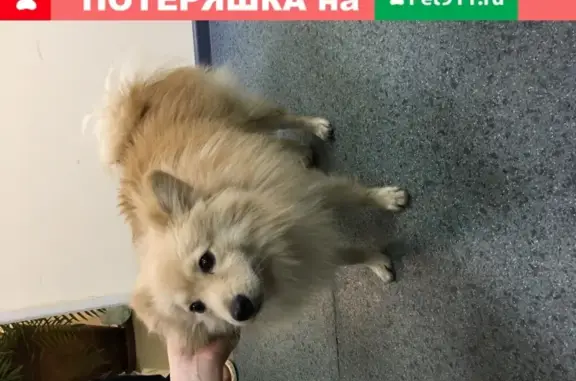 Найдена собака в районе Тульской 20.02
