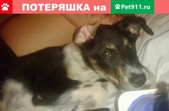 Пропала собака Кукусик на лесхозе в Каменском-Шахтинском