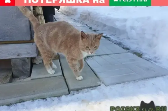 Найден рыжий кот в деревне Хрустали, Малоярославецкий район