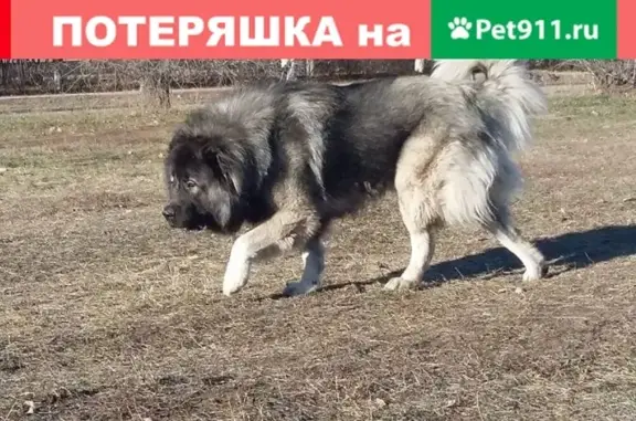Пропала собака в Тольятти, кобель кавказской овчарки Оскар #lostpet #пропала #собака #Тольятти