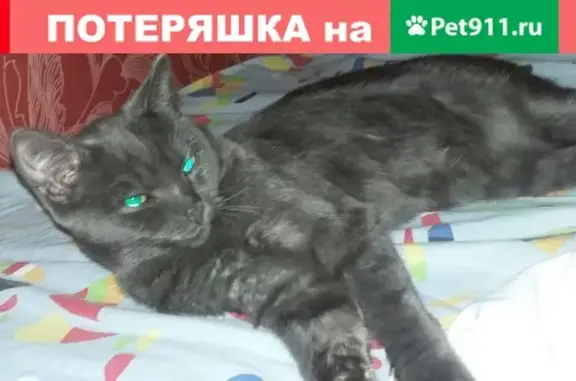 Найдена кошка на привокзальном в Ачинске