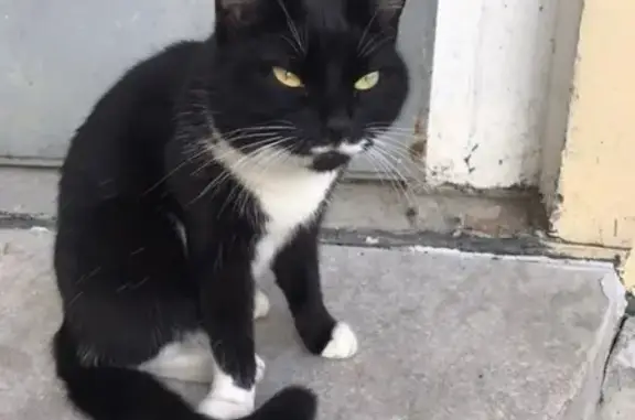 Найдена кошка в СПб, Невский район на Троицком роле
