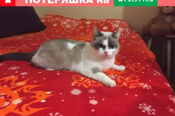 Найдена серая кошка в Сысерти (Микрорайон 24)