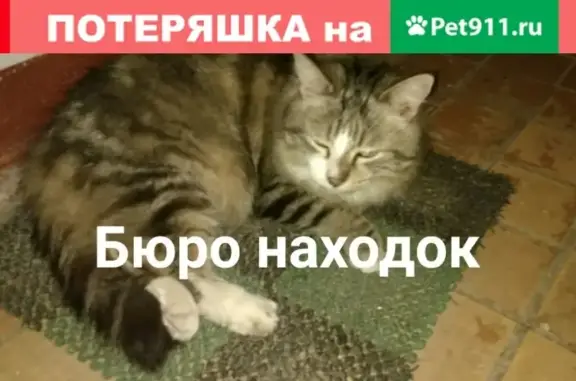 Найдена кошка в Архангельске, связаться с Дариной