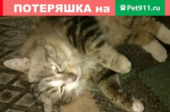 Найдена кошка в Архангельске