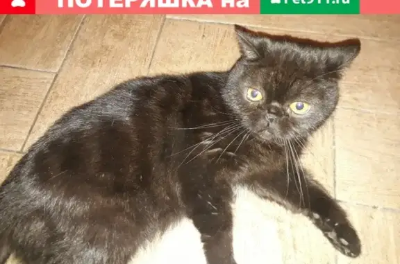Найдена кошка на ул. 9 Линия, Рязань