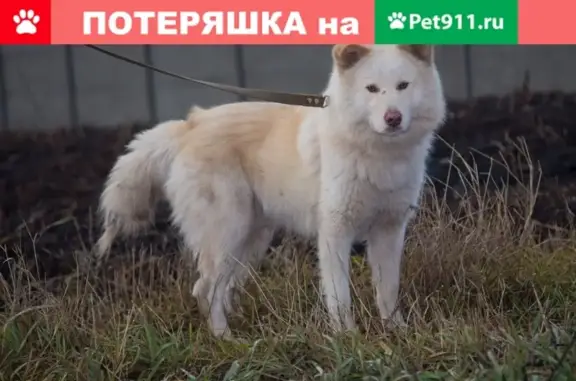 Пропала собака МАКСВЕЛЛ в Брянске, Ходаринка