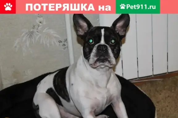 Пропала собака в Петергофе, помогите найти!
