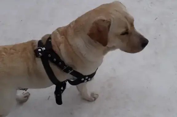 Пропала собака-поводырь в Бугульме, Татарстан