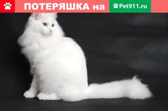 Пропал кот Нариман на Уральском проспекте, Бузулук