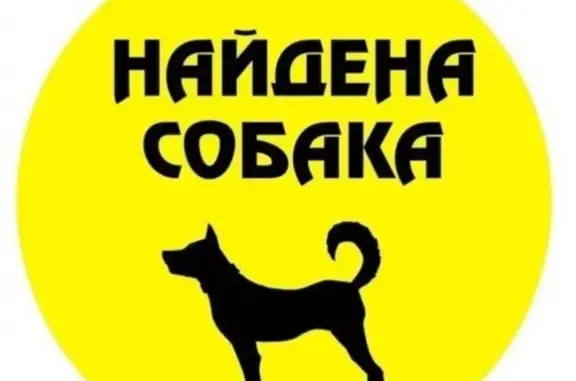 Найдена собака в деревнях Бесово, Шалково, Котлово - ищем хозяина!