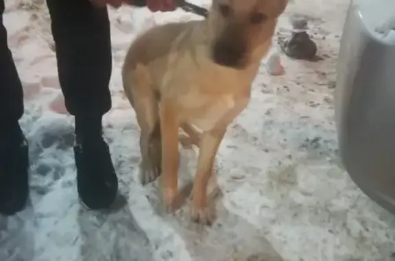 Найдена собака на ул. Фокинская 31 в Перми