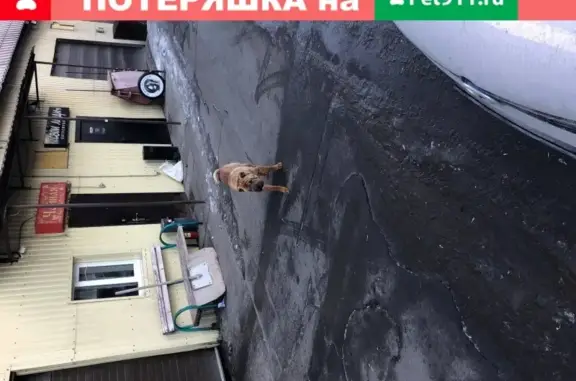 Пропала собака на ул. Сходненской, возможно обитает на Строительном пр-д, 2