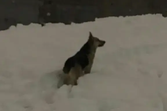 Потерянная собака на ул. Карла Маркса, Мурманск
