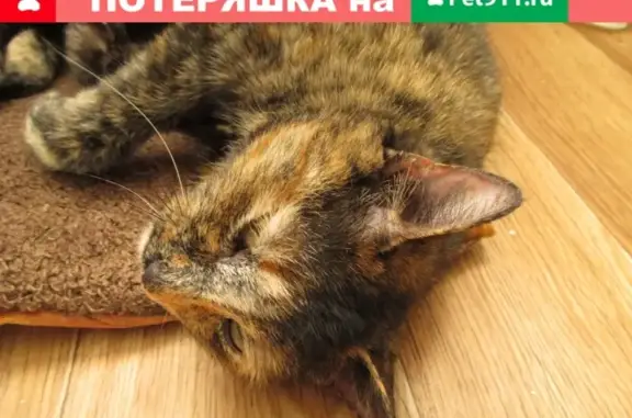 Найдена домашняя трехцветная кошка на Курильской улице, Волгоград