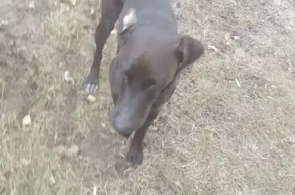 Собака найдена в Разумном, Белгородская область