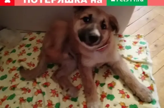 Найден щенок на Ворошилова 121, звоните!
