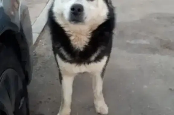 Найдена собака в деревне Быльники, ищет дом