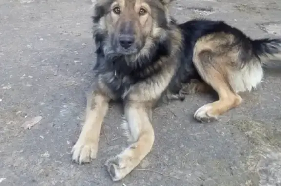 Пропала собака Урал в поселке Ягодка, Одинцовский городской округ