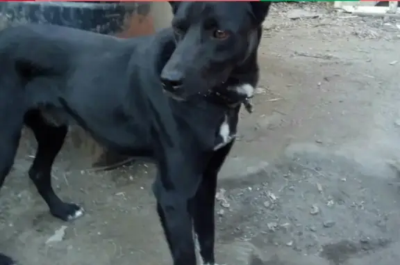 Пропала собака в Новосибирске, адрес: Декабристов, близлежащие улицы: Грибоедова, Никитина, 3-го Интернационала. #lostpet #пропала_собака #Новосибирск