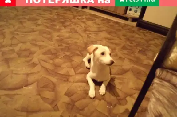 Пропал пёсик на улице Мостозавод в Котласе