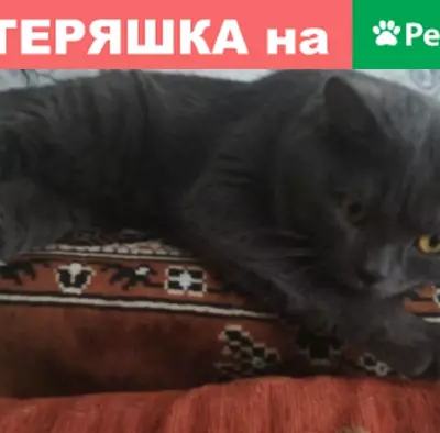 Пропал кот на ул. Ульянова 18, Саранск (СОС)