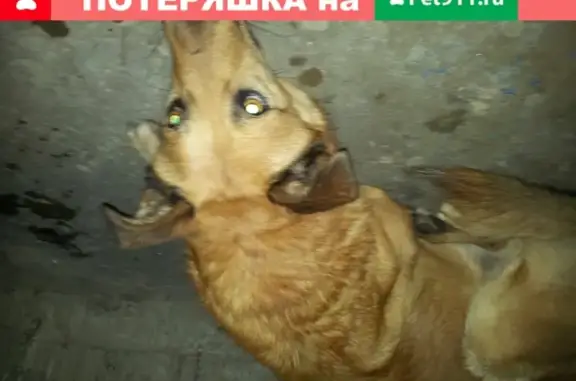 Найдена собака на Советской 11, Самара