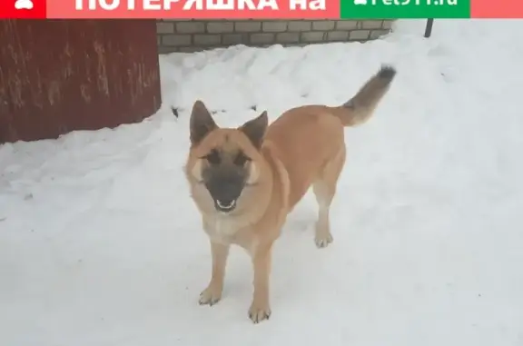 Пропала собака на Красном Октябре в Киржаче