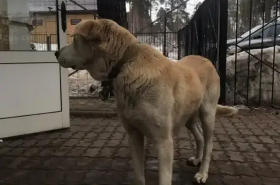 Найден большой и милый пес в районе магазина Акри