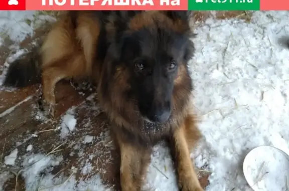 Найдена собака на Дачной улице, контакт Елена