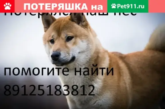 Пропала собака в Сургуте, п. Дорожник