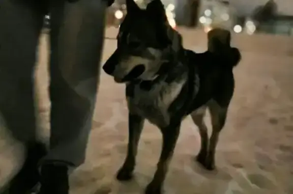 Найдена собака в Фрунзенском районе СПб