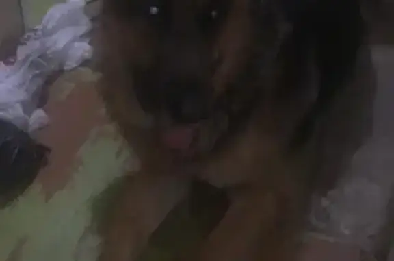 Найден голодный пёс в ошейнике в Казани
