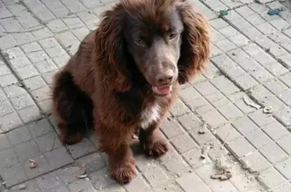 Пропала собака на 3 квартале в Кореновске