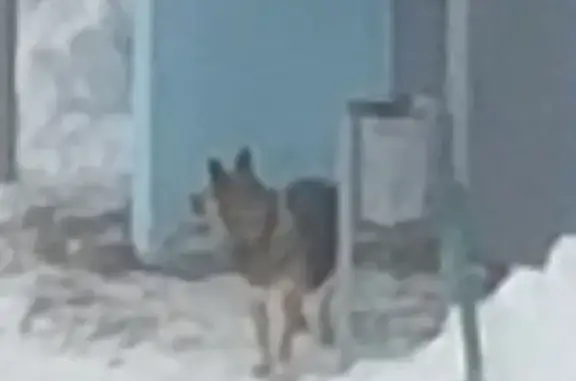 Потерянная собака в Ижевске, район Чугуевского-Удмуртской