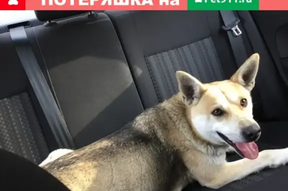 Найдена собака в Новокуйбышевске, ищем хозяина!