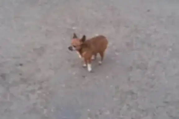 Собака потерялась на Комсомольской 10
