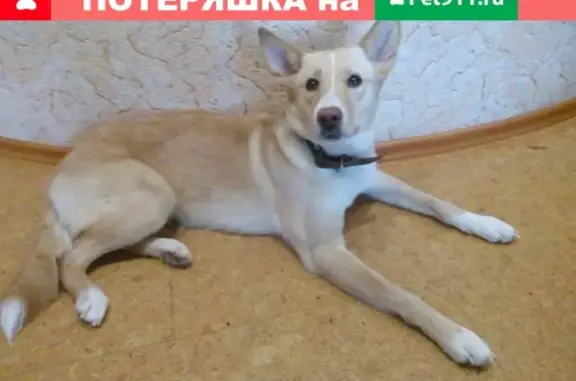 Найдена собака в Тюмени, ищем хозяев!