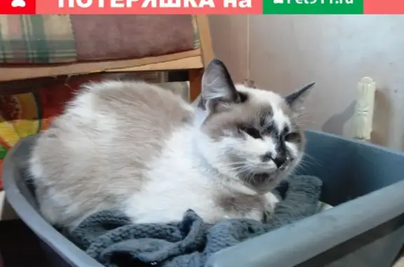 Найден кот на Курчатова 15-Б, нужен хозяин!